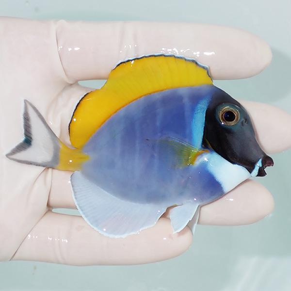 【現物1】ヒレかけあり パウダーブルータン 9cm±!!海水魚 ハギ !15時までのご注文で当日発送【ハギ】(t119(t207
