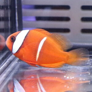 Orange clownfish with white bands swimming in a glass aquarium, facing left.