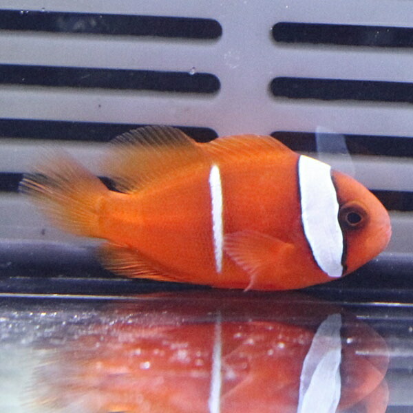 ハマクマノミ 幼魚柄 ! 海水魚 クマノミ 餌付け 15時までのご注文で当日発送(t115