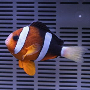 Orange clownfish with two white bands swimming in an aquarium background grid.