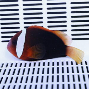 Dark orange and black clownfish with a white vertical stripe rests on a white slatted surface (likely in a tank).