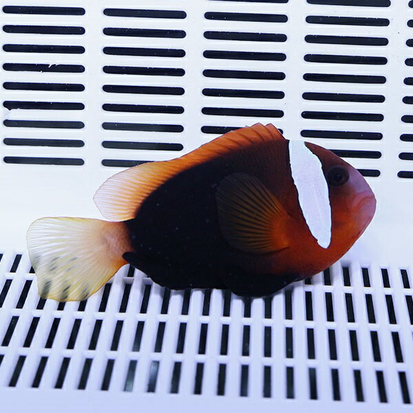 ★ハマクマノミ 黒 7-9cm±!  海水魚 クマノミ 餌付け 15時までのご注文で当日発送(t115