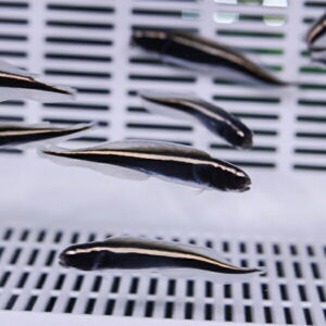 Several small, slender black fish with pale stripes glide over a white vented surface.