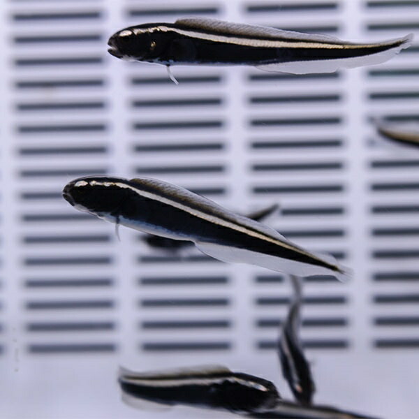 コンビクトブレニー 4-5cm±! 海水魚 ブレニー 餌付け 15時までのご注文で当日発送(t124(t121