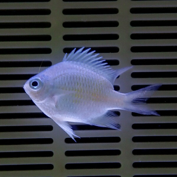 クラカオスズメダイ 2-3cm±! 海水魚 スズメダイ 餌付け 15時までのご注文で当日発送(t117