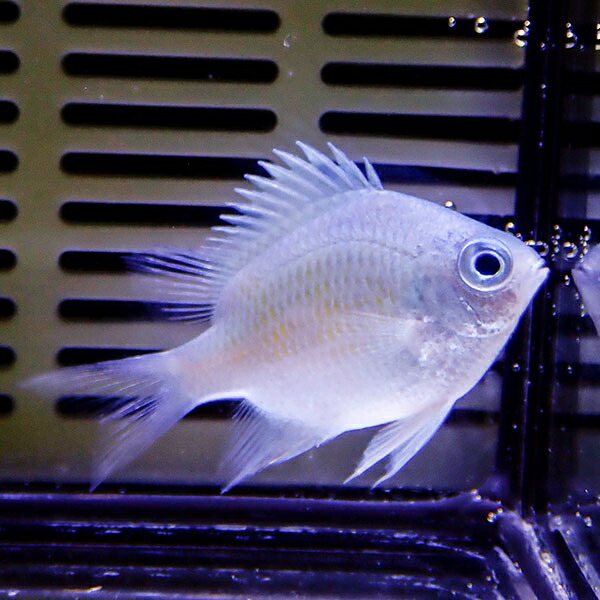 クラカオスズメダイ 5匹セット 2-3cm±! 海水魚 スズメダイ 餌付け 15時までのご注文で当日発送(t117