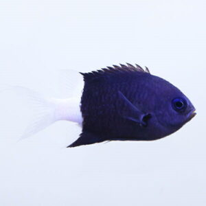 Blue fish with a white tail swimming to the right in clear water