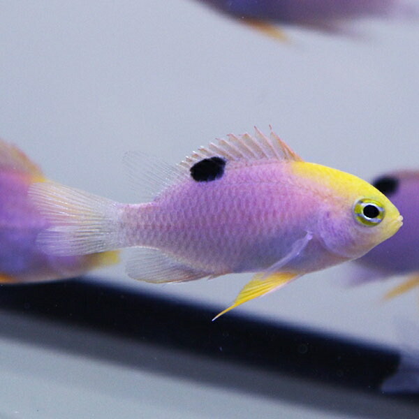 トールボッツダムセル 3cm±! 海水魚 スズメダイ 餌付け 15時までのご注文で当日発送(t117