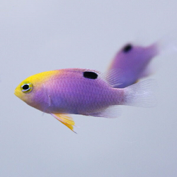 トールボッツダムセル 3cm±! 海水魚 スズメダイ 餌付け 15時までのご注文で当日発送(t117