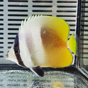 Angelfish in a tank: white body with a dark stripe through the eye and bright yellow dorsal and tail fins.