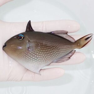 Small brown fish with speckled scales held gently in a gloved hand over a white surface.