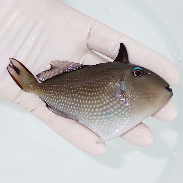 【現物】ホシモンガラ　メス 12cm±! 海水魚 ハギ !15時までのご注文で当日発送【モンガラ】(t119(t207