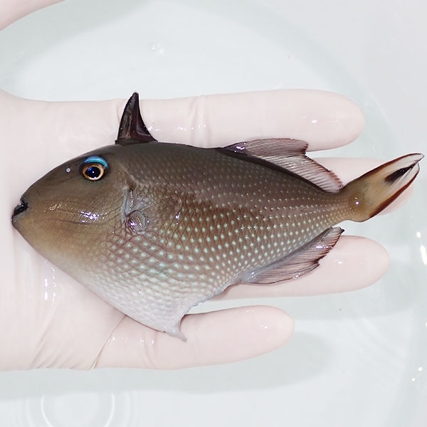【現物】ホシモンガラ　メス 12cm±! 海水魚 ハギ !15時までのご注文で当日発送【モンガラ】(t119(t207