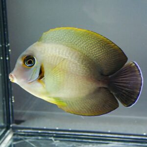 Angelfish with pale body, yellow dorsal edge and fins, dark-edged tail, swimming in a glass aquarium.