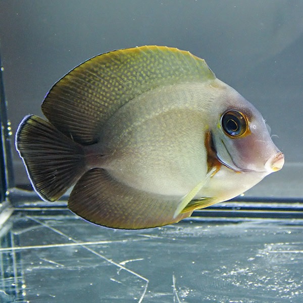 ★クログチニザ 8-10cm±!海水魚 ハギ !15時までのご注文で当日発送【ハギ】(t119(t207
