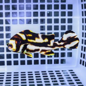 Colorful striped fish with black, white, and yellow markings inside a white plastic crate.