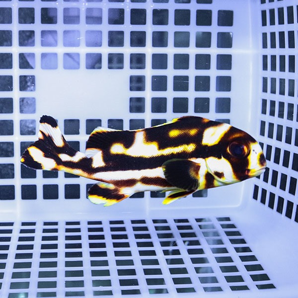 ムスジコショウダイ 13-15cm±! 海水魚 コショウダイ 餌付け 15時までのご注文で当日発送(t208