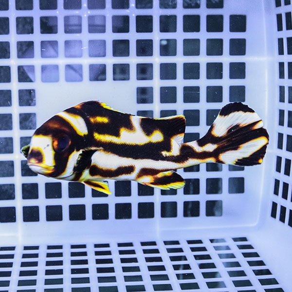 ムスジコショウダイ 13-15cm±! 海水魚 コショウダイ 餌付け 15時までのご注文で当日発送(t208