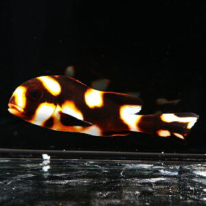 Ornamental fish with orange, white, and black patches swimming in a dark aquarium background.