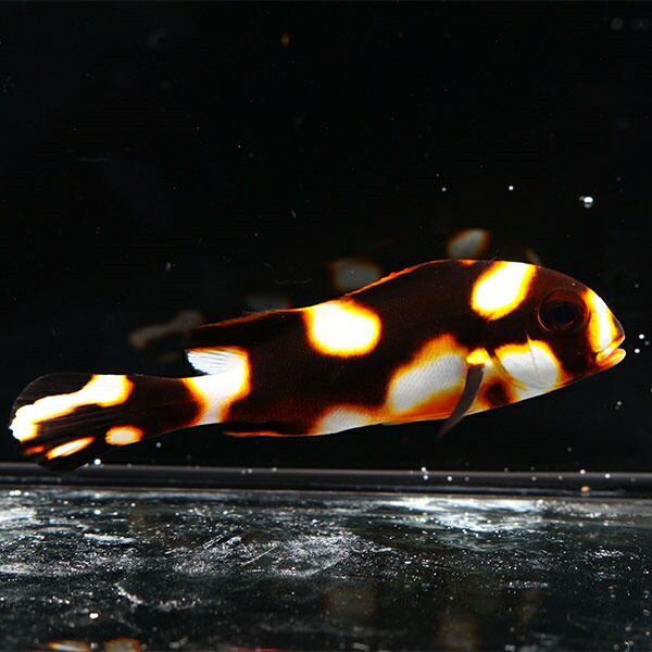コショウダイ 幼魚 6-8cm± 海水魚 コショウダイ 15時までのご注文で当日発送(t208