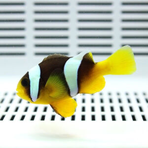 Tropical fish with dark body, white bands and bright yellow tail swimming in an aquarium.