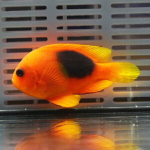 Orange platy fish with a black patch on its side swimming in a home aquarium.