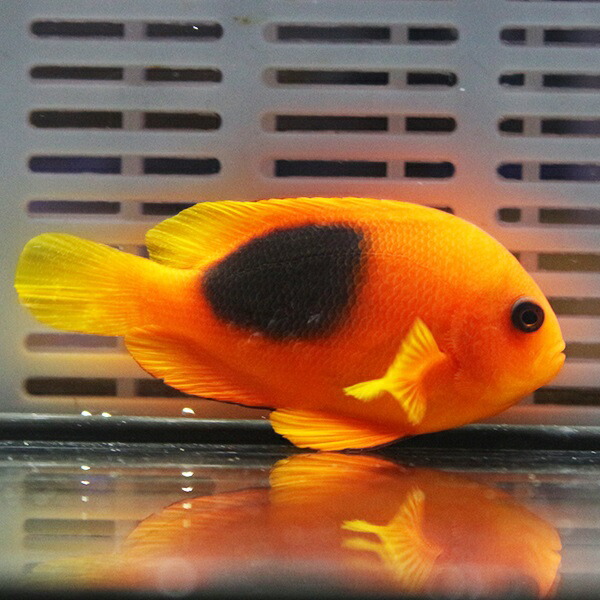 レッドサドルバックアネモネ 5-7cm±! 海水魚 クマノミ 餌付け 15時までのご注文で当日発送(t115
