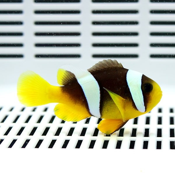 セバエアネモネ 6-8cm±! 海水魚 クマノミ 餌付け 15時までのご注文で当日発送(t115