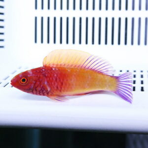 Small orange tropical fish with a yellow dorsal fin and purple tail lying on a white surface, with a measuring grid in the background.