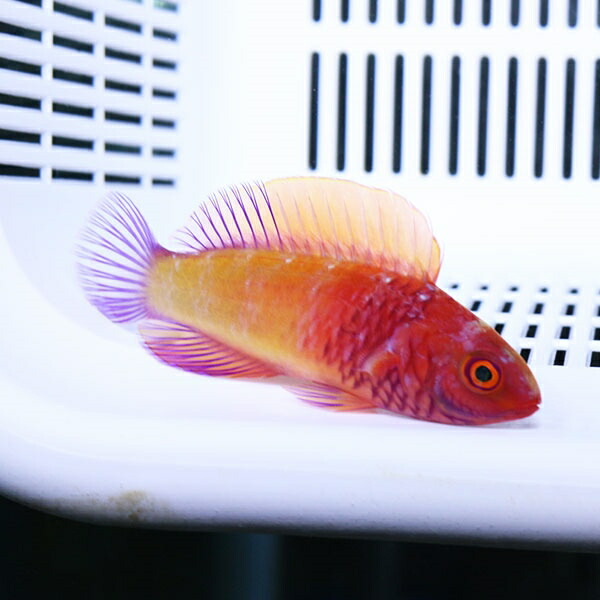 ロージースケールフェアリー 6-8cm±! 海水魚 ベラ 餌付け(t122