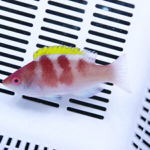 Small pink-red fish with a bright yellow dorsal fin resting on a white slotted surface.