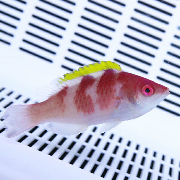 イエローフィンフェアリーラス 6-8cm±! 海水魚 ベラ 餌付け(t122