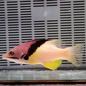 Colorful tropical fish with pink body, black band across midsection, and yellow tail fins swimming in a tank with slatted background vents behind it.