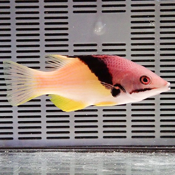 ケサガケベラ 11-13cm±!海水魚 ベラ (t122