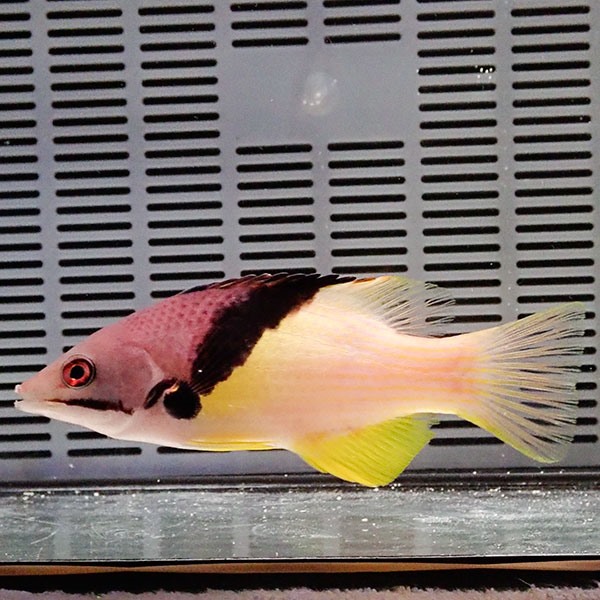 ケサガケベラ 11-13cm±!海水魚 ベラ (t122