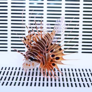Lionfish with orange-brown stripes and long spines resting against a white striped aquarium backdrop it swims in.