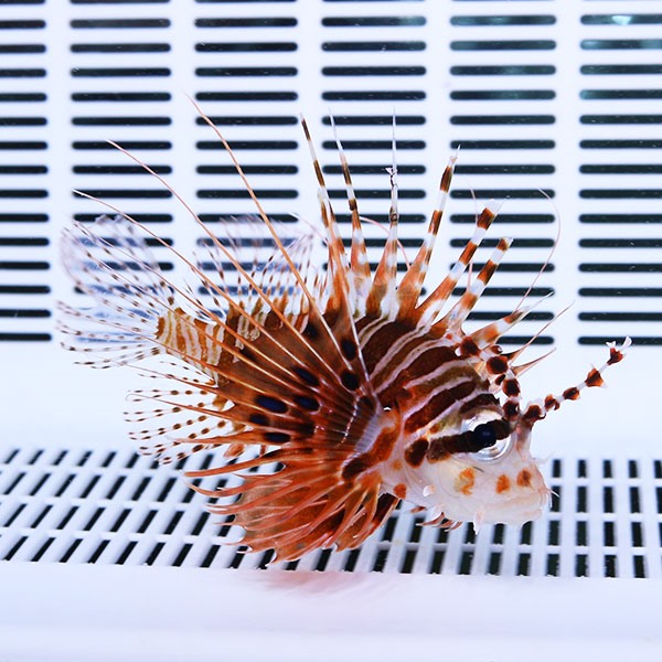 ネッタイミノカサゴ 7-9cm±!     海水魚 カサゴ 活餌付け 15時までのご注文で当日発送【カサゴ】