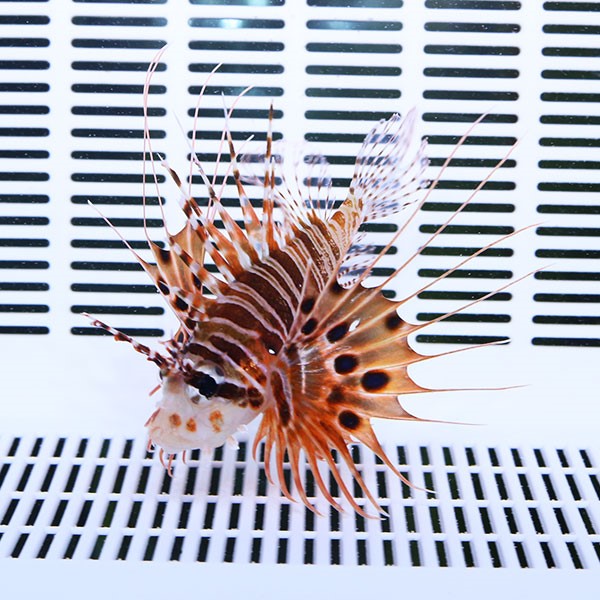 ネッタイミノカサゴ 7-9cm±!     海水魚 カサゴ 活餌付け 15時までのご注文で当日発送【カサゴ】