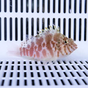Red-speckled fish in a white grid aquatic tank, facing right, with vertical slats in the background.