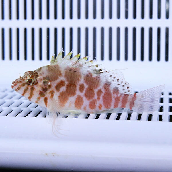 ミナミゴンベ 4-6cm±! 海水魚 ゴンベ 餌付け 15時までのご注文で当日発送(t125