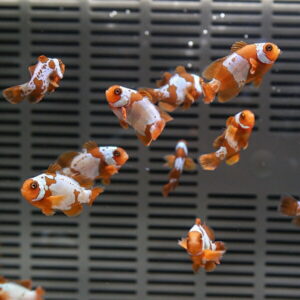 Group of orange and white clownfish swimming in an aquarium tank with a dark striped background