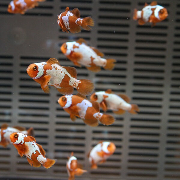 ライトニングマロン 【1匹】3-3.5cm± 色指定不可! 海水魚 クマノミ 餌付け 15時までのご注文で当日発送(t115