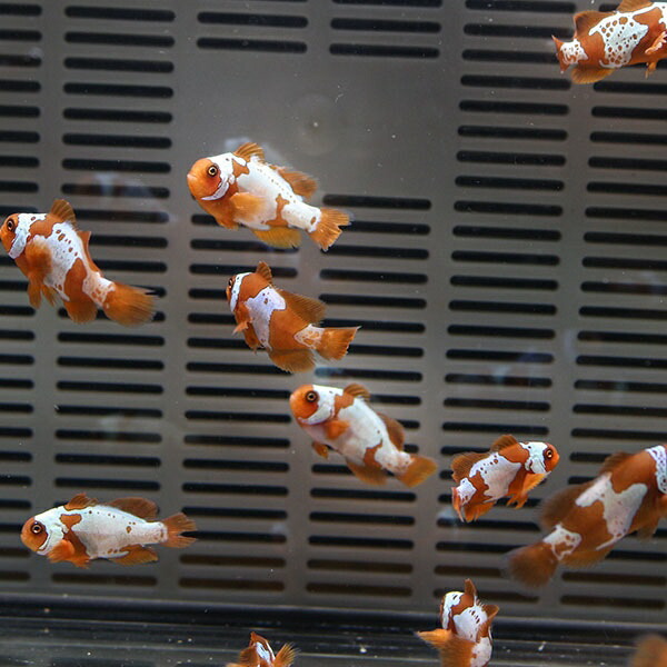 ライトニングマロン 【1匹】3-3.5cm± 色指定不可! 海水魚 クマノミ 餌付け 15時までのご注文で当日発送(t115