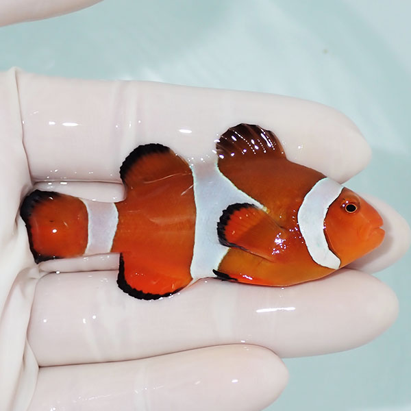 【現物2】カクレクマノミbig 7cm± !  wild 海水魚 カクレクマノミ(t111(t207
