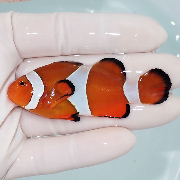 【現物2】カクレクマノミbig 7cm± !  wild 海水魚 カクレクマノミ(t111(t207