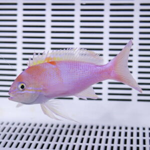 Pink-purple tropical fish with spiky dorsal fins swimming in a white slatted-tank background.