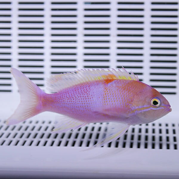ナガハナダイ 10-13cm±! 海水魚 ハナダイ 餌付け 15時までのご注文で当日発送(t118