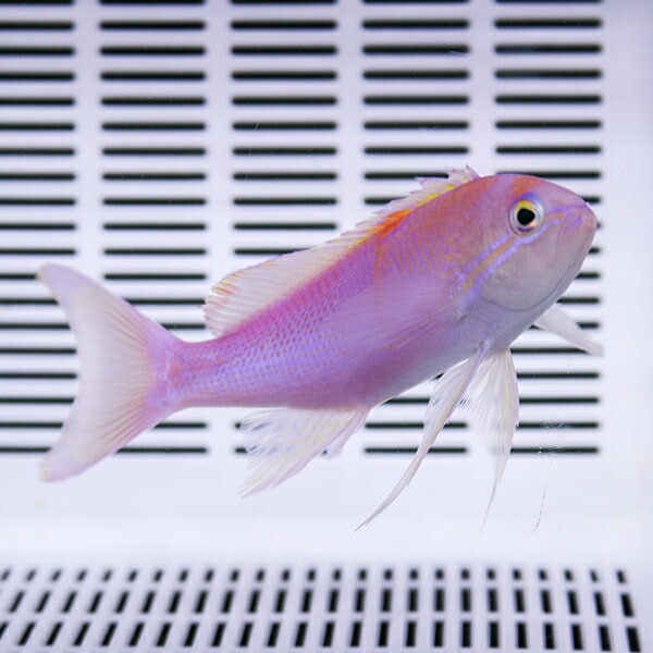 ナガハナダイ 10-13cm±! 海水魚 ハナダイ 餌付け 15時までのご注文で当日発送(t118