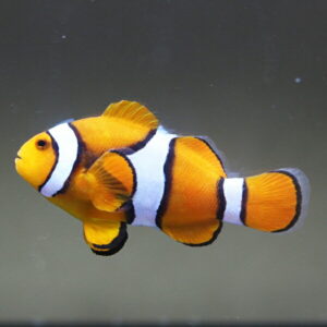 Bright orange clownfish with white and black bands swimming in water in an aquarium setting.