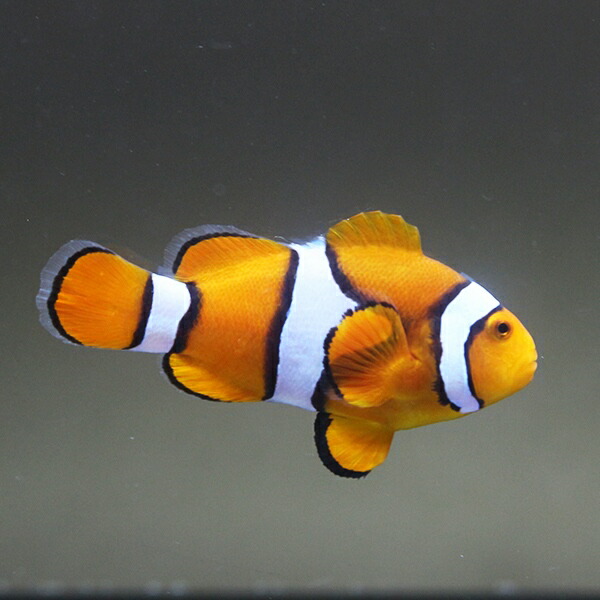 (サンプル画像)　ペルクラクラウン 3.5-4.5cm±! 海水魚 クマノミ 餌付け 15時までのご注文で当日発送(t115